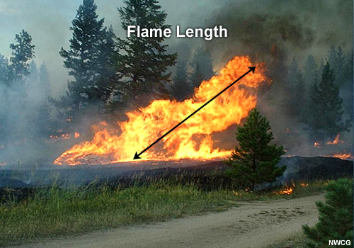 Flames with an arrow overlaid between midway in the active flaming combustion zone to the tip of the flames.