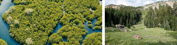 two images, left shows vegetation patches separated by water. The right image shows two stands of trees separated by short sparse grass.
