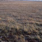 Short, Sparse, Dry Climate Grass
