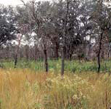 Moderate Load, Humid Climate Timber-Grass-Shrub