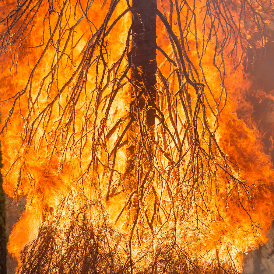 Single tree consumed by fire